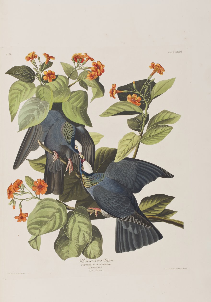 Ilustrace z 