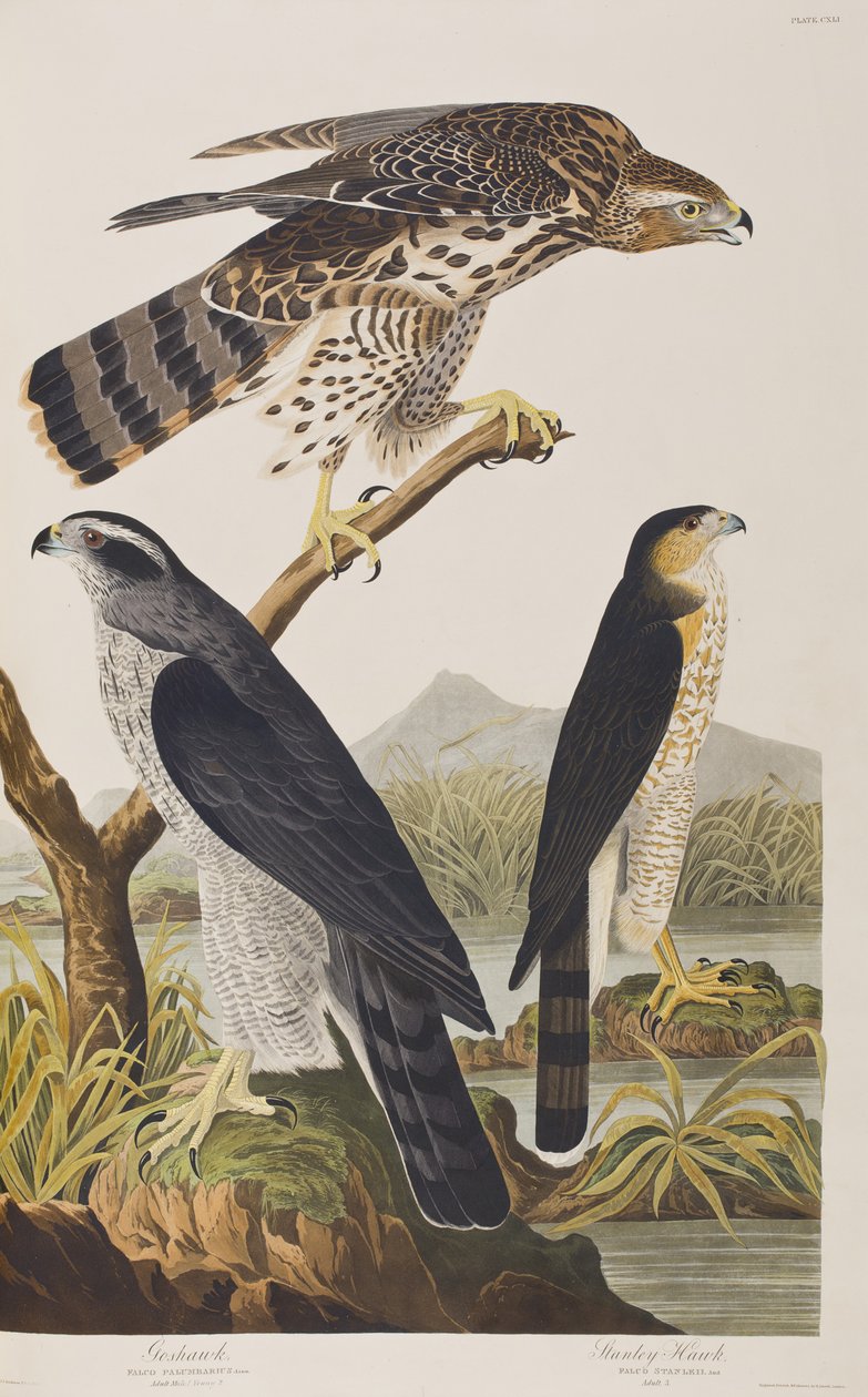 Ilustrace z 
