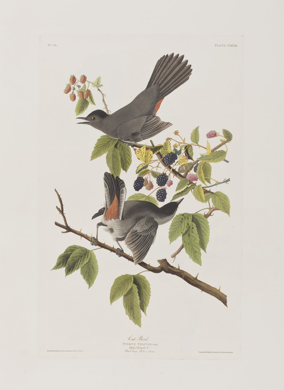 Ilustrace z 