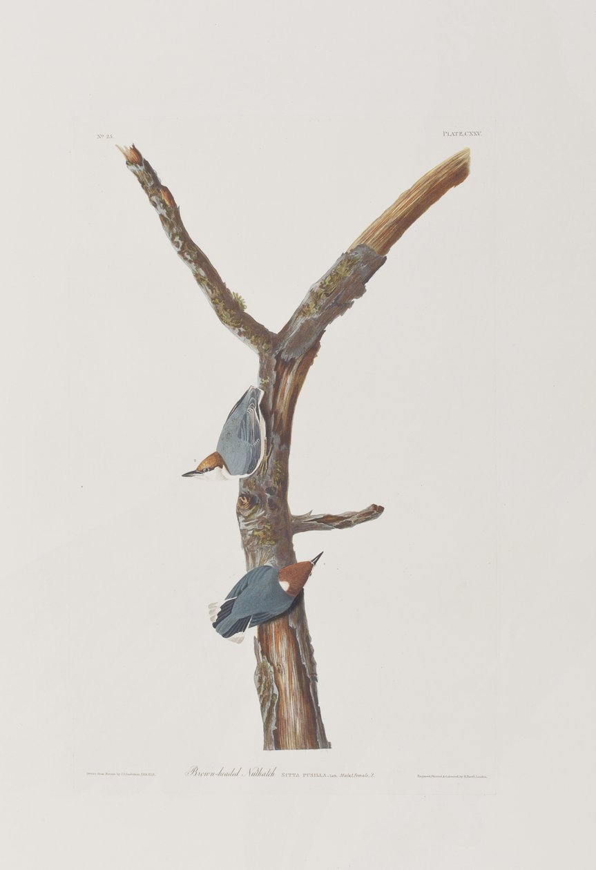 Ilustrace z 