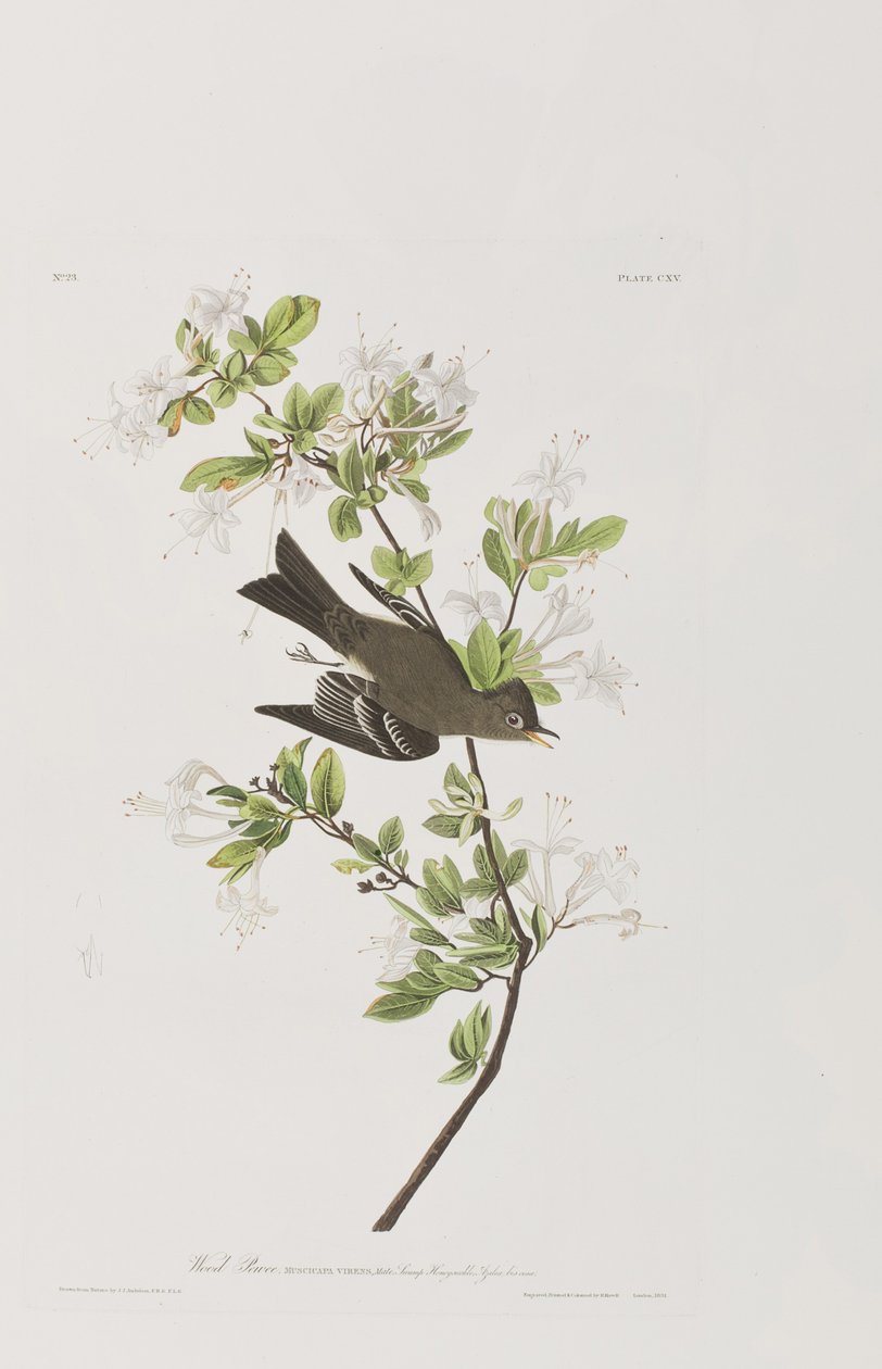 Ilustrace z 