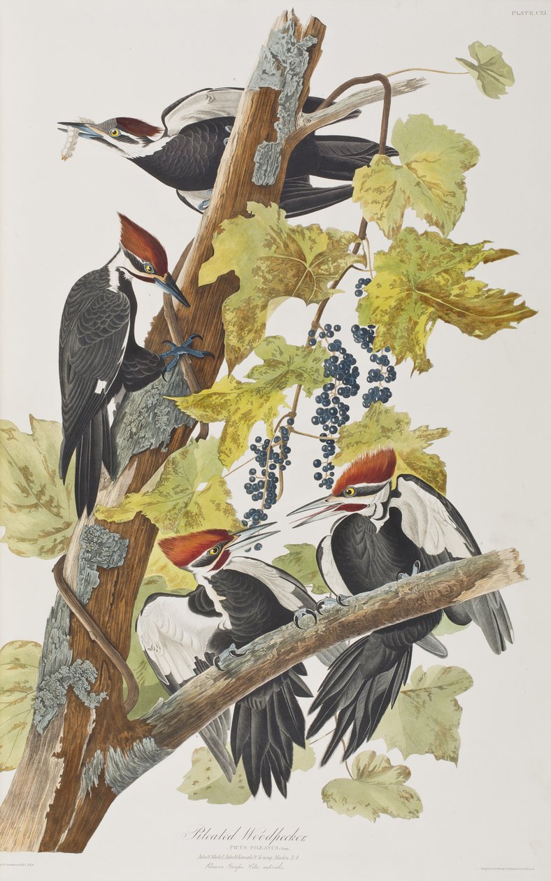 Ilustrace z 