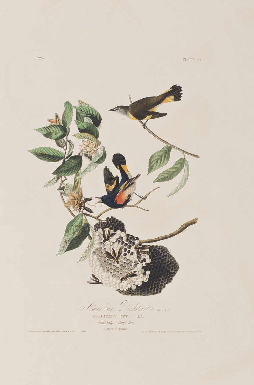 Ilustrace z 