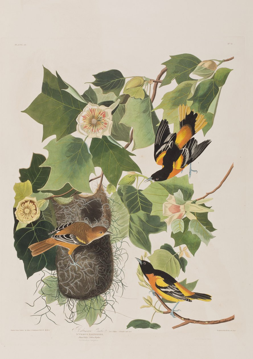 Ilustrace z 