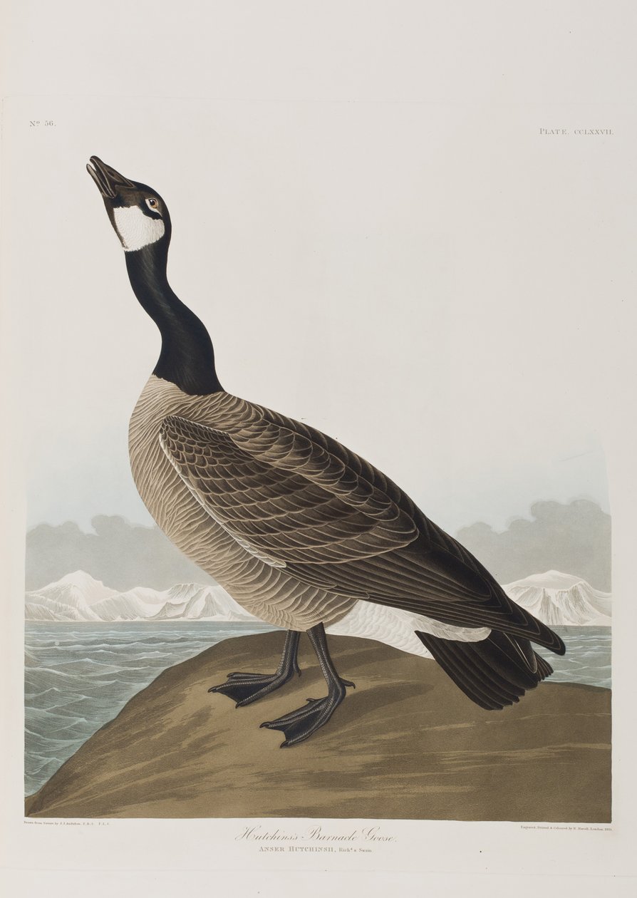 Ilustrace z 