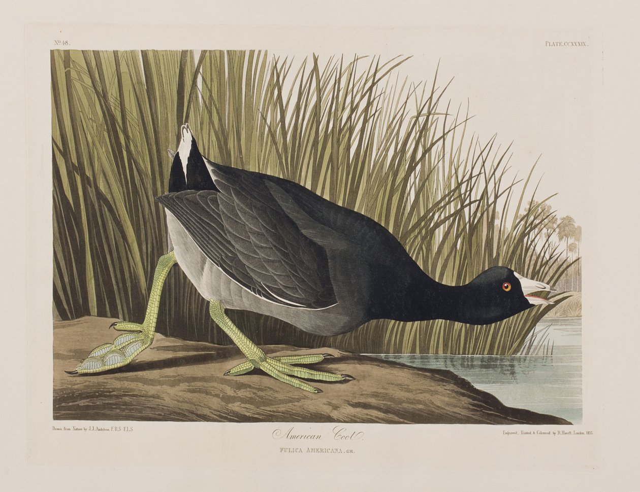 Ilustrace z 