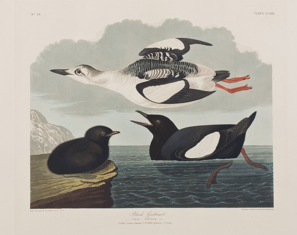 Ilustrace z 
