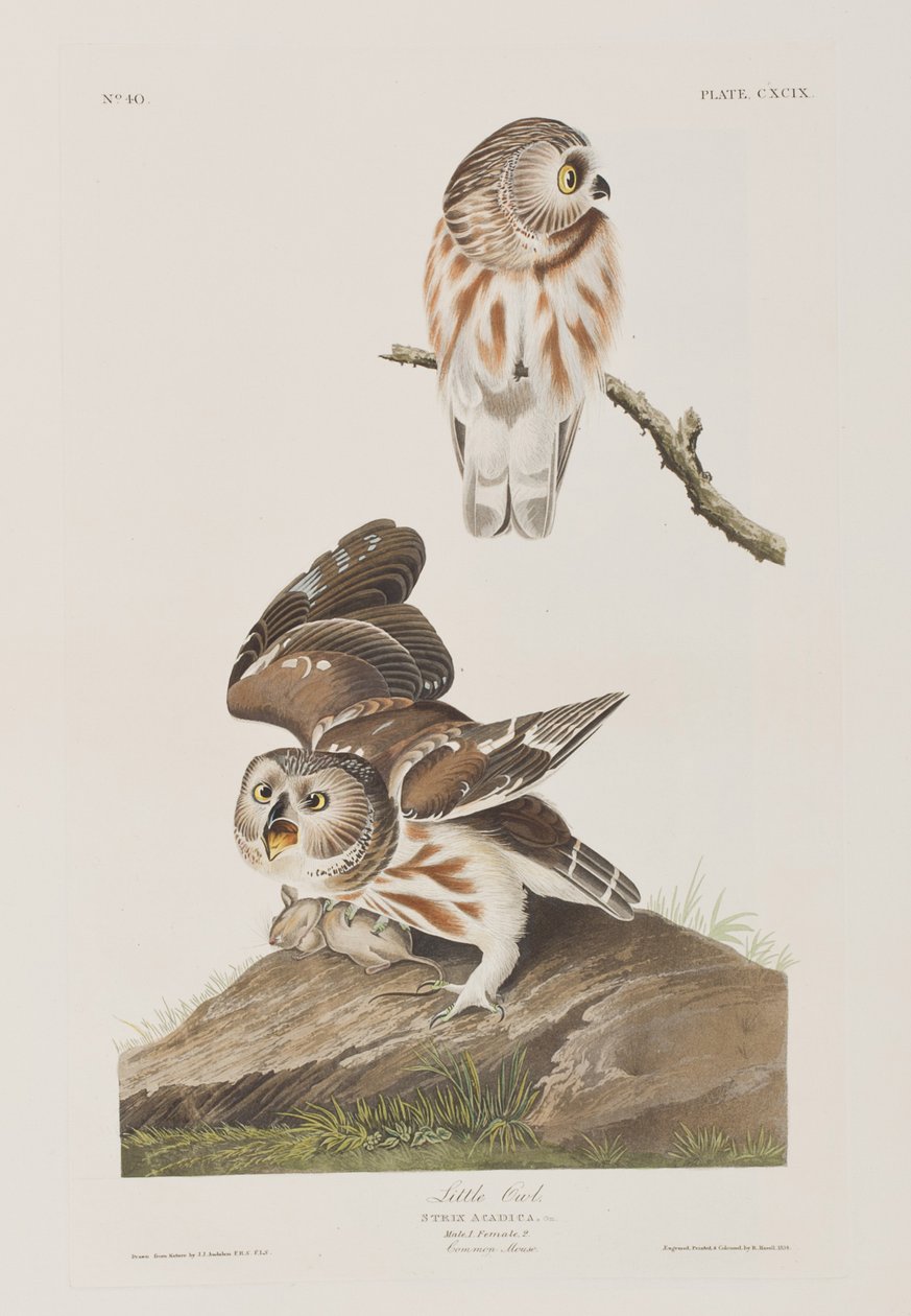 Ilustrace z 