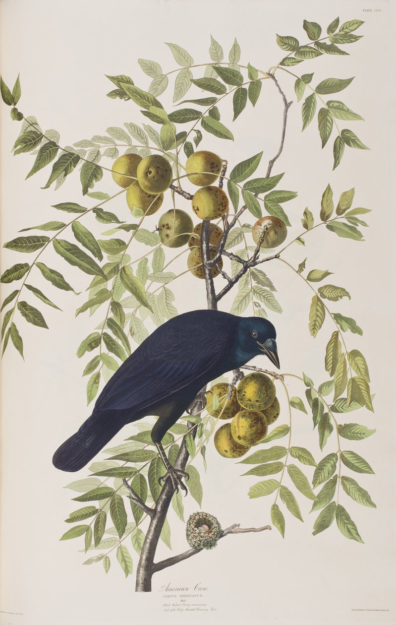 Ilustrace z 