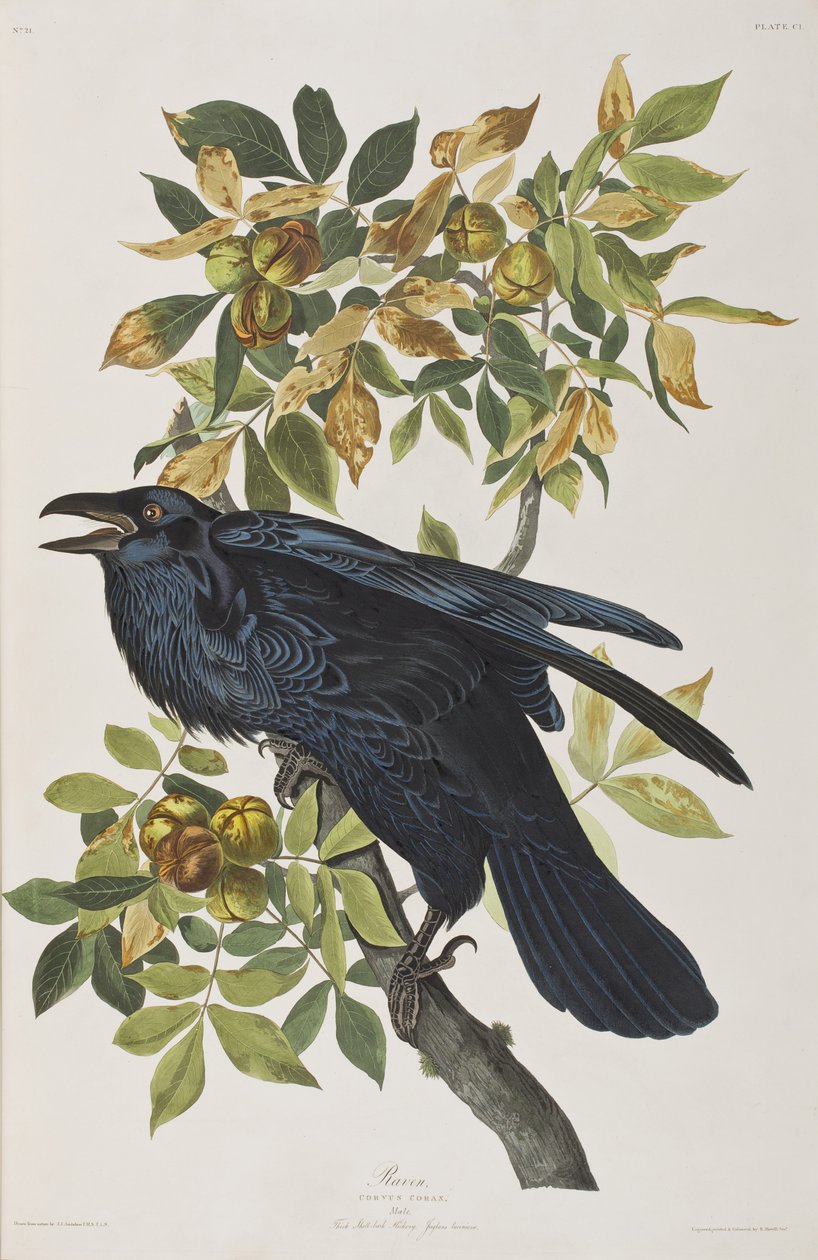 Ilustrace z 