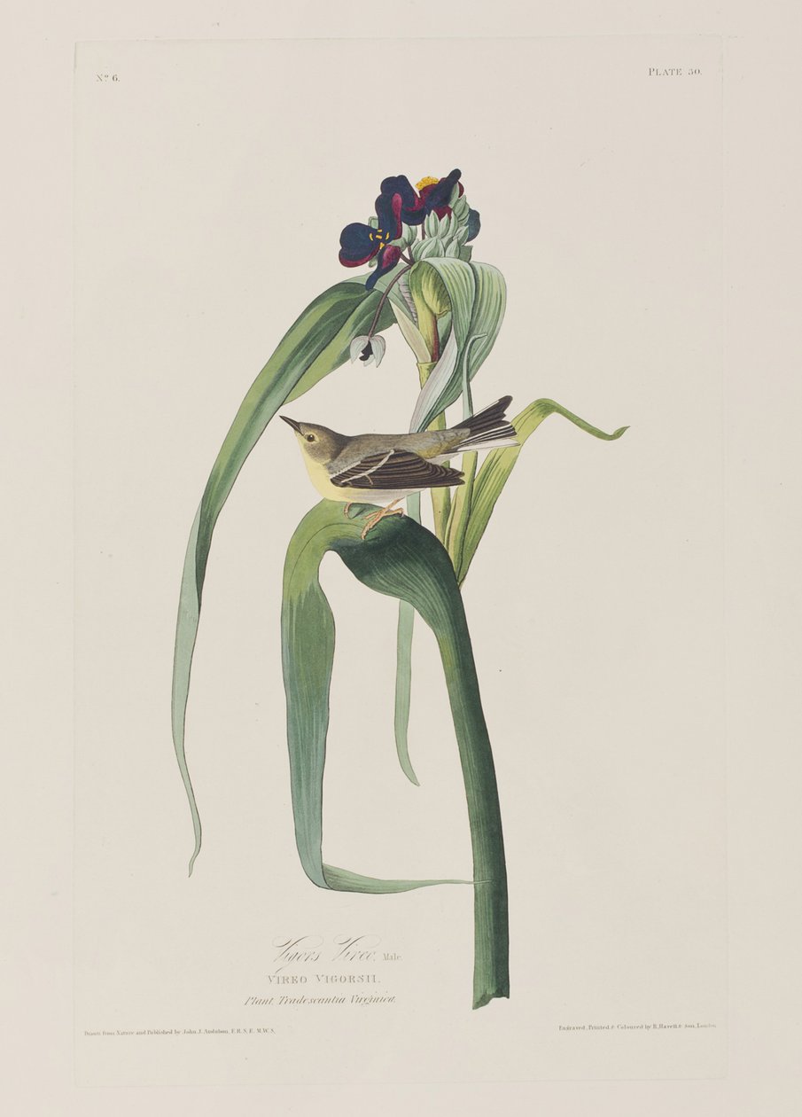 Ilustrace z 