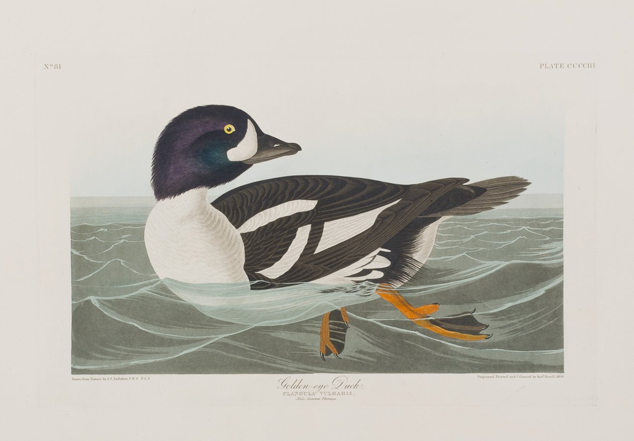 Ilustrace z 