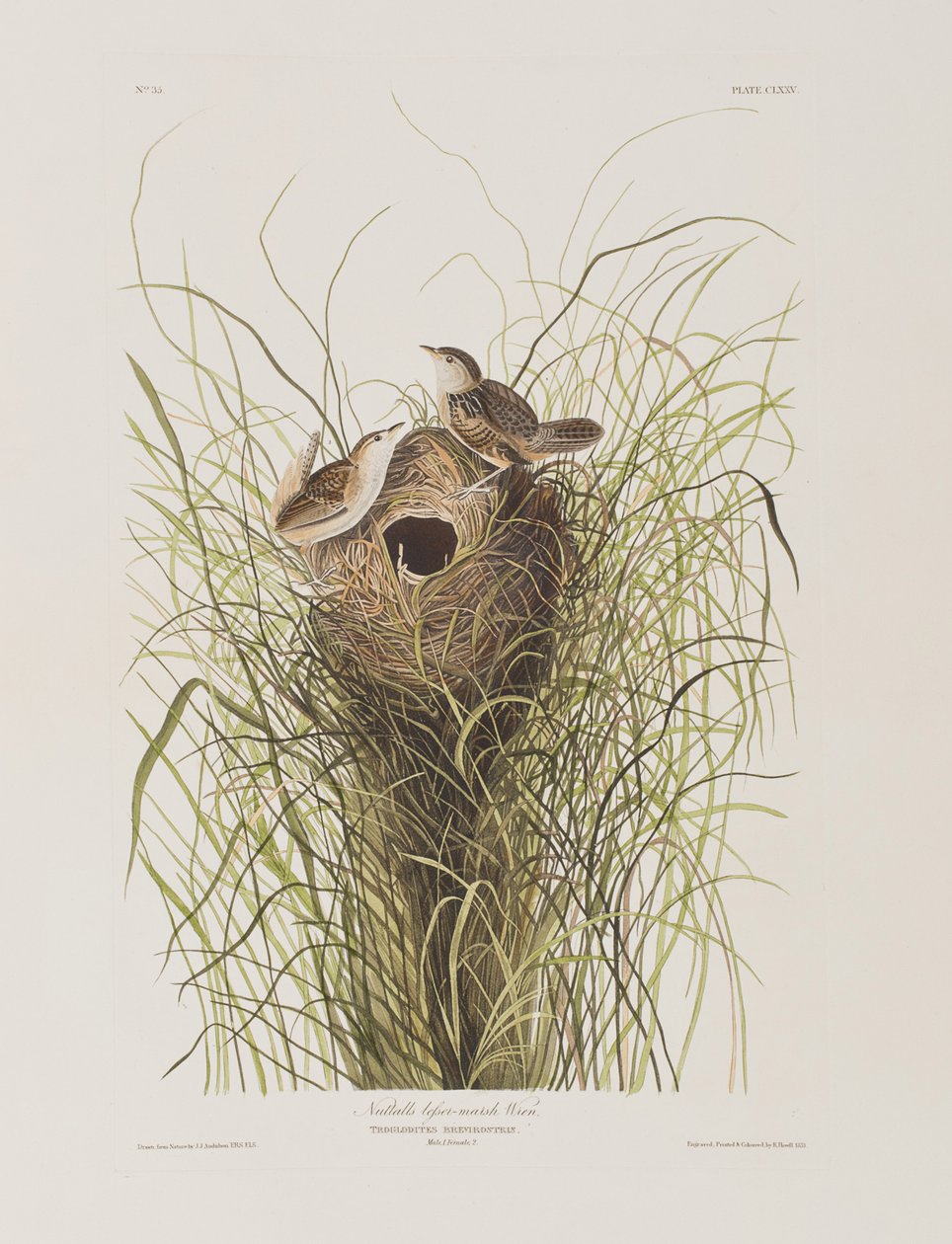 Ilustrace z 