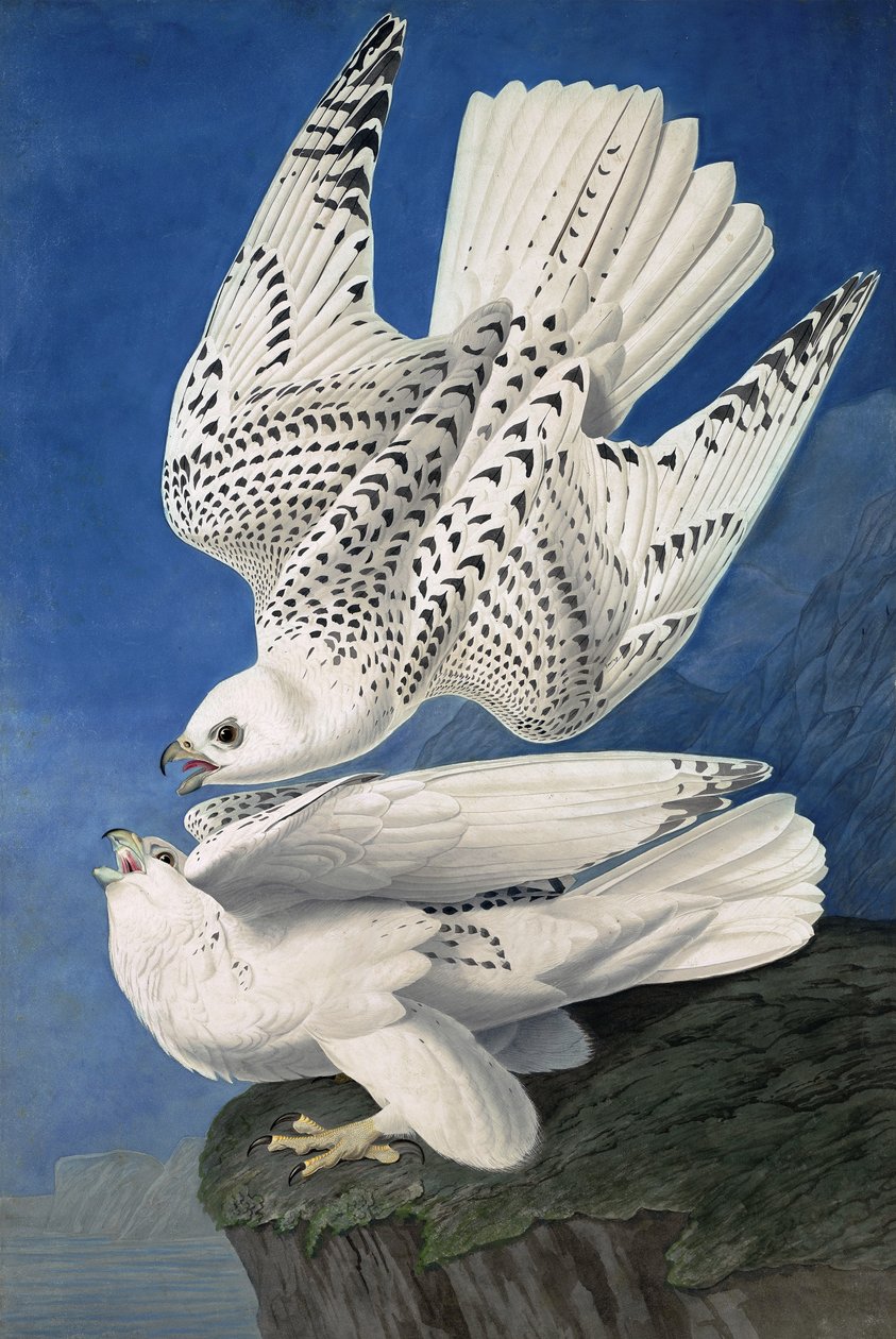 Jer nebo Island Falcon, Falco Islandicus, , z "The Birds of America" od Johna J. Audubona, hospoda. 1827-38 od John James Audubon