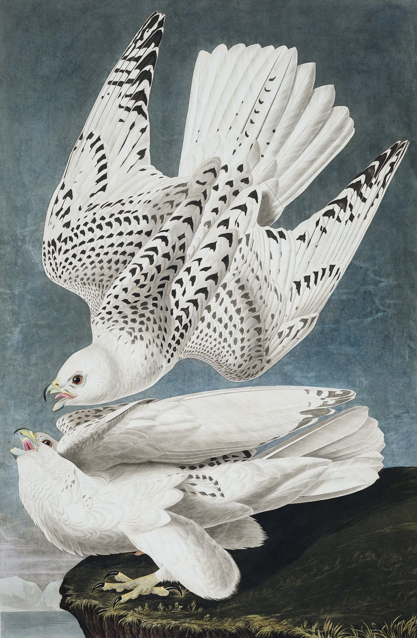 Jer nebo Island Falcon, Falco Islandicus, , z "The Birds of America" od Johna J. Audubona, hospoda. 1827-38 od John James Audubon
