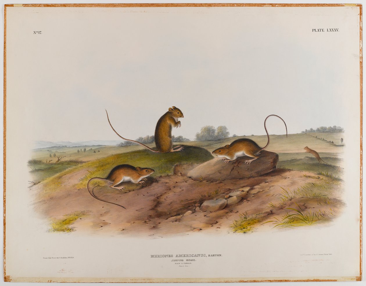 Skákací myš od John James Audubon