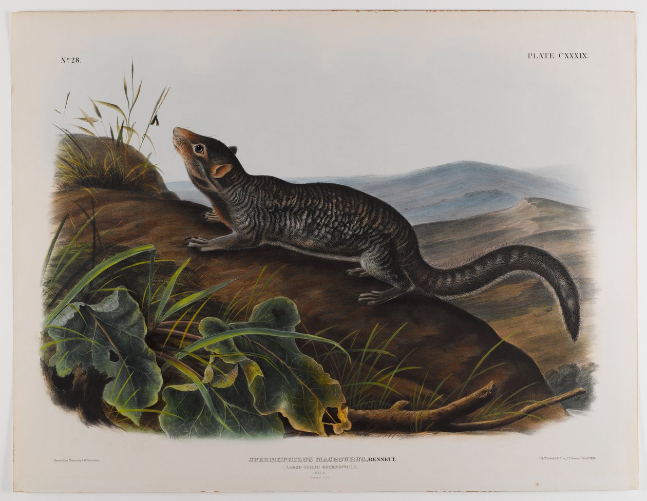 Spermiofil velkoocasý od John James Audubon