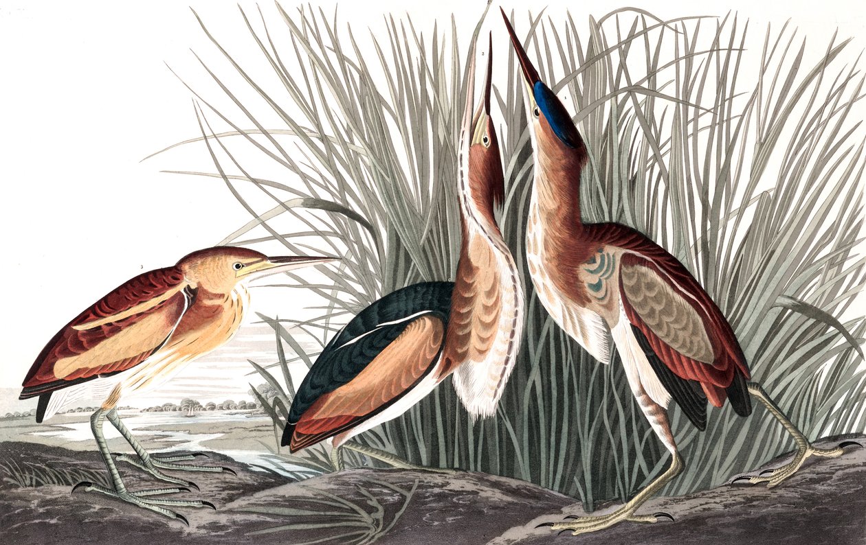 Nejméně hořký, Ixobrychus Exilis, z "The Birds of America" od Johna J. Audubona, hospoda. 1827-38 (a barevná rytina) od John James Audubon
