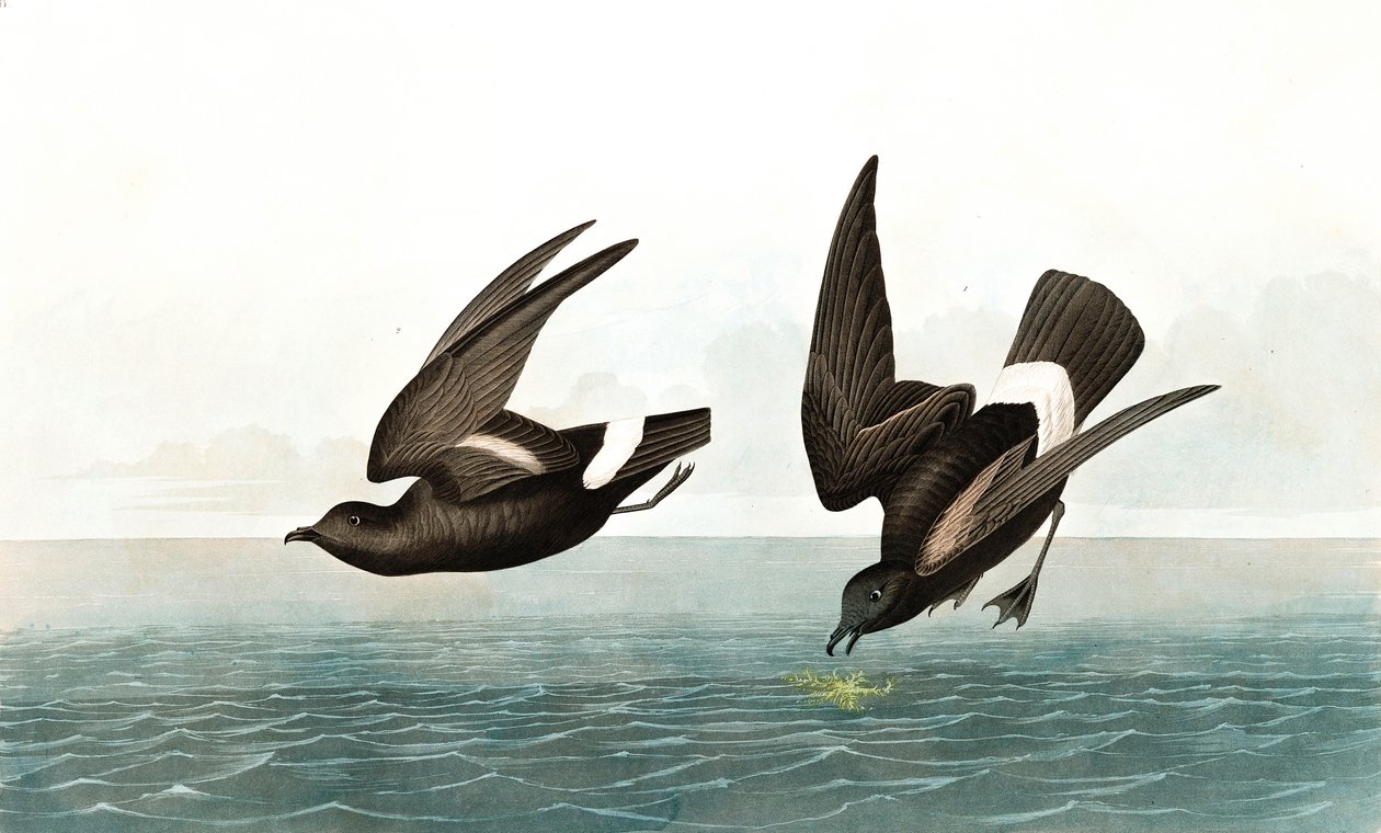 Nejméně bouřlivý bouřlivák, Thalassidroma Pelagica, z "The Birds of America" od Johna J. Audubona, hospoda. 1827-38 od John James Audubon