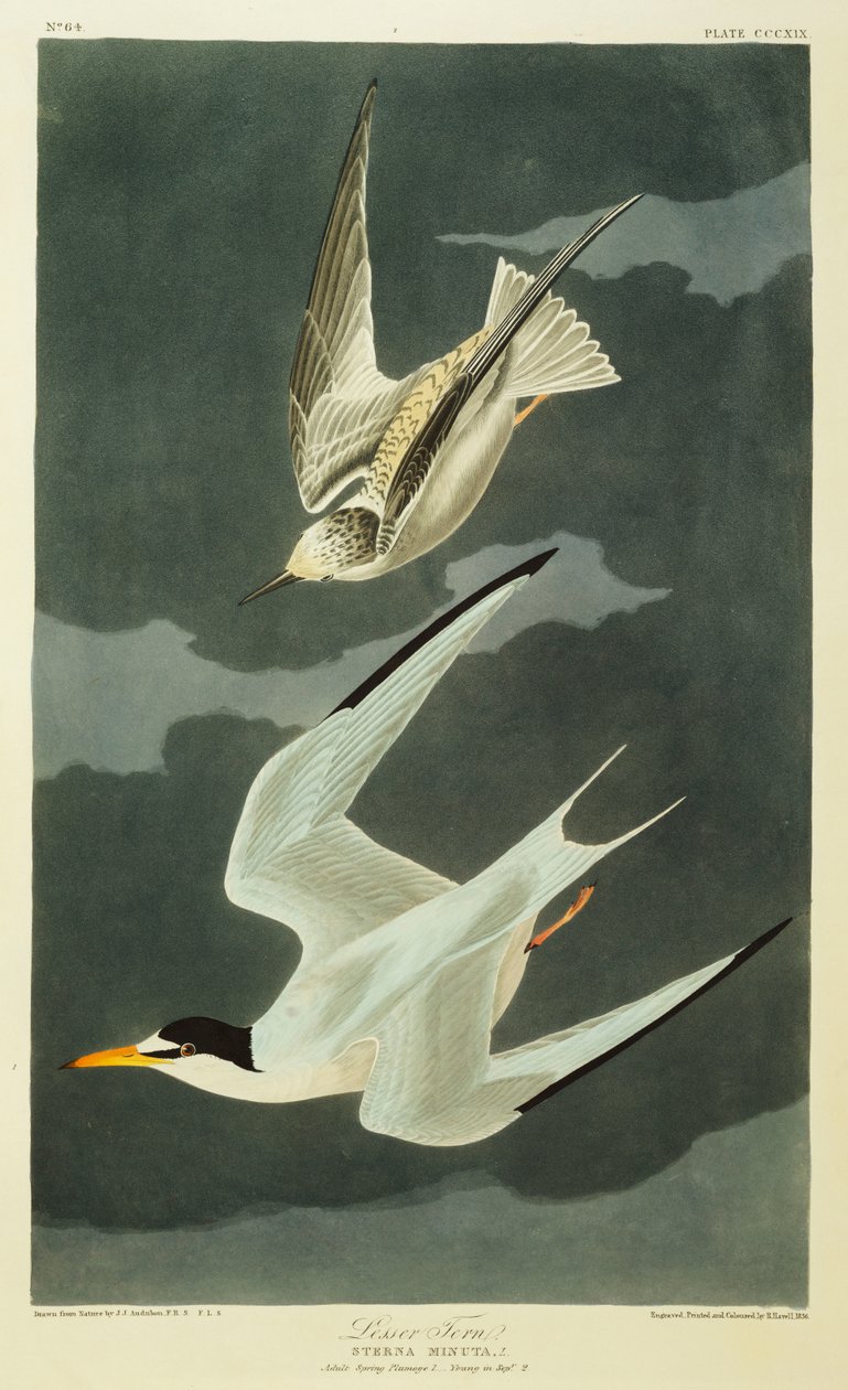 Rybák malý. Rybák malý od John James Audubon