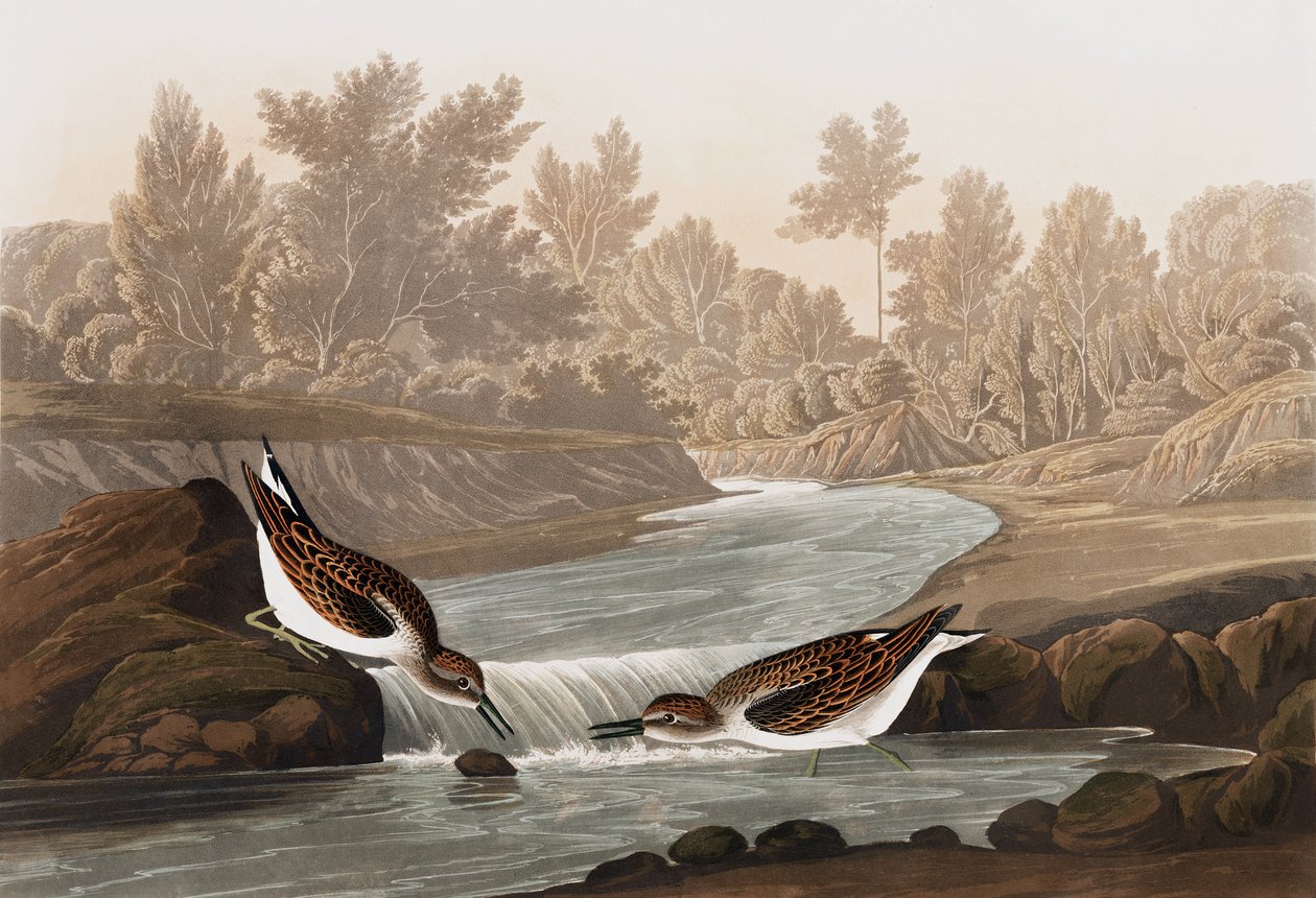 Sandpiper, Tringa Pusilla, z "The Birds of America" od Johna J. Audubona, hospoda. 1827-38 od John James Audubon