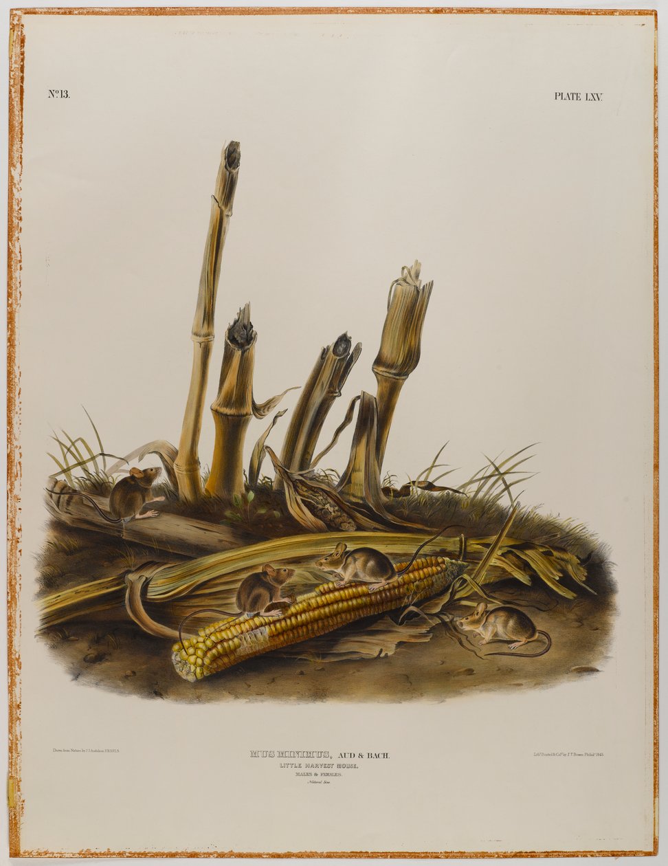 Malá sklizňová myš od John James Audubon