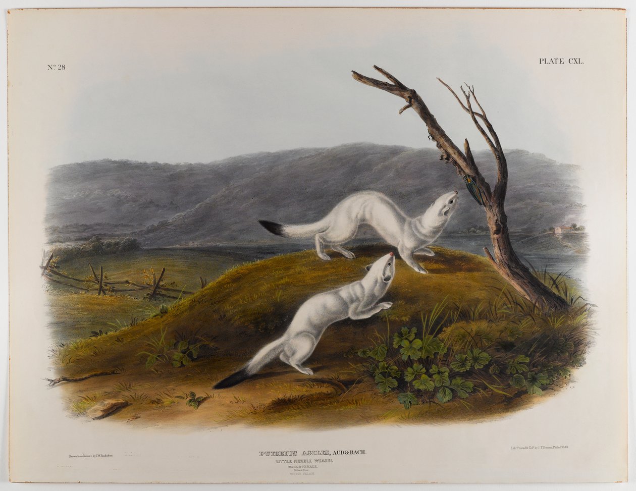 Malá čiperná lasička od John James Audubon