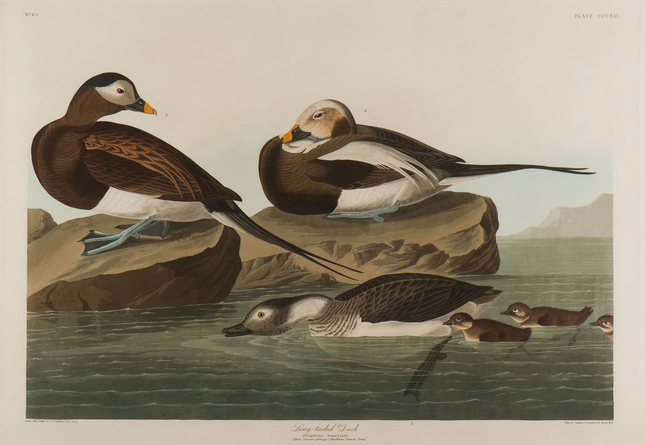 Kachna dlouhoocasá, 1836 (čb na papíře) od John James Audubon