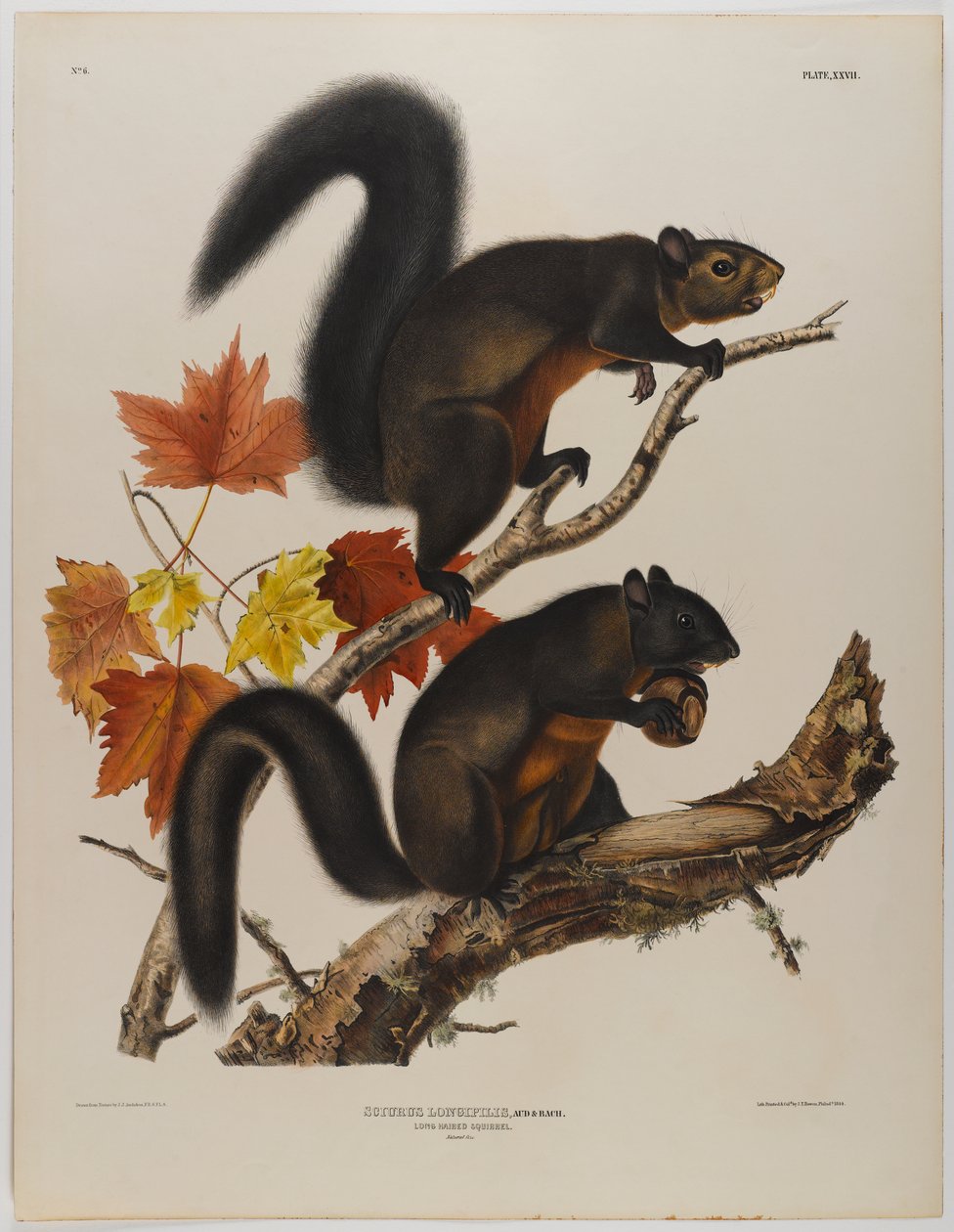 Dlouhosrstá veverka od John James Audubon
