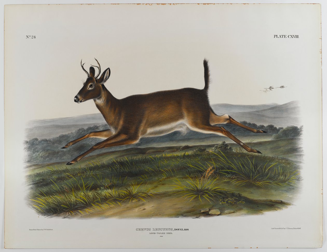 Jelen dlouhoocasý, 1847 od John James Audubon