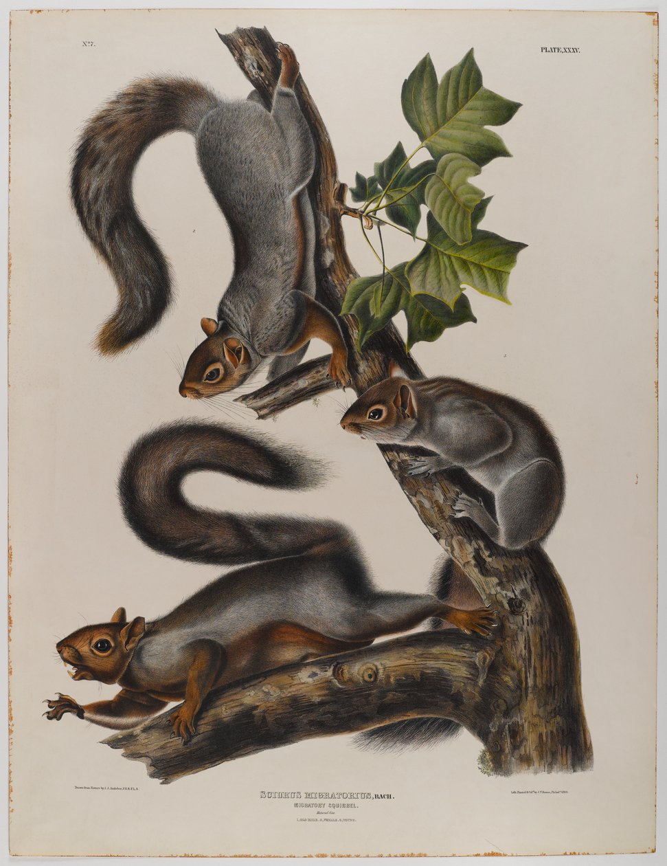 Veverka stěhovavá od John James Audubon