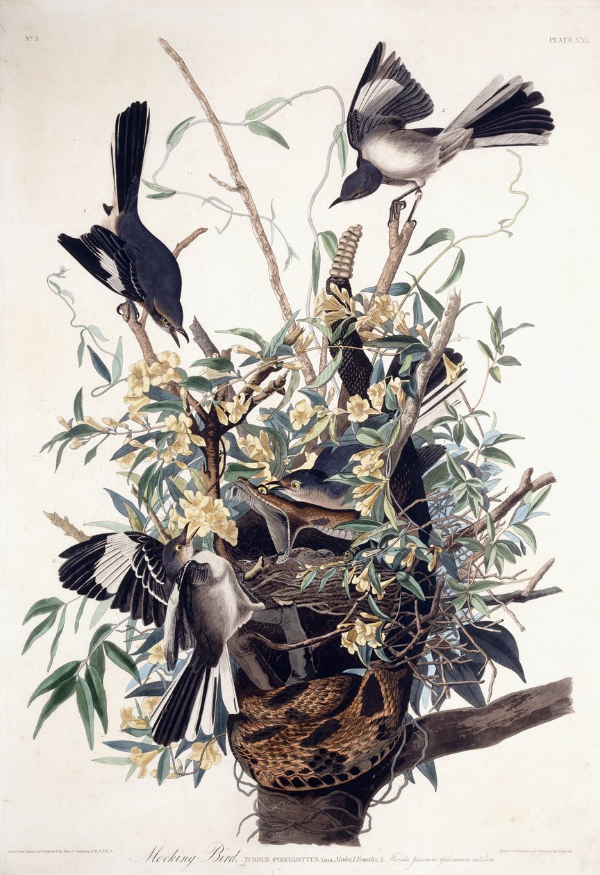 Posměvavý pták (Turdus Polyglottus) od John James Audubon