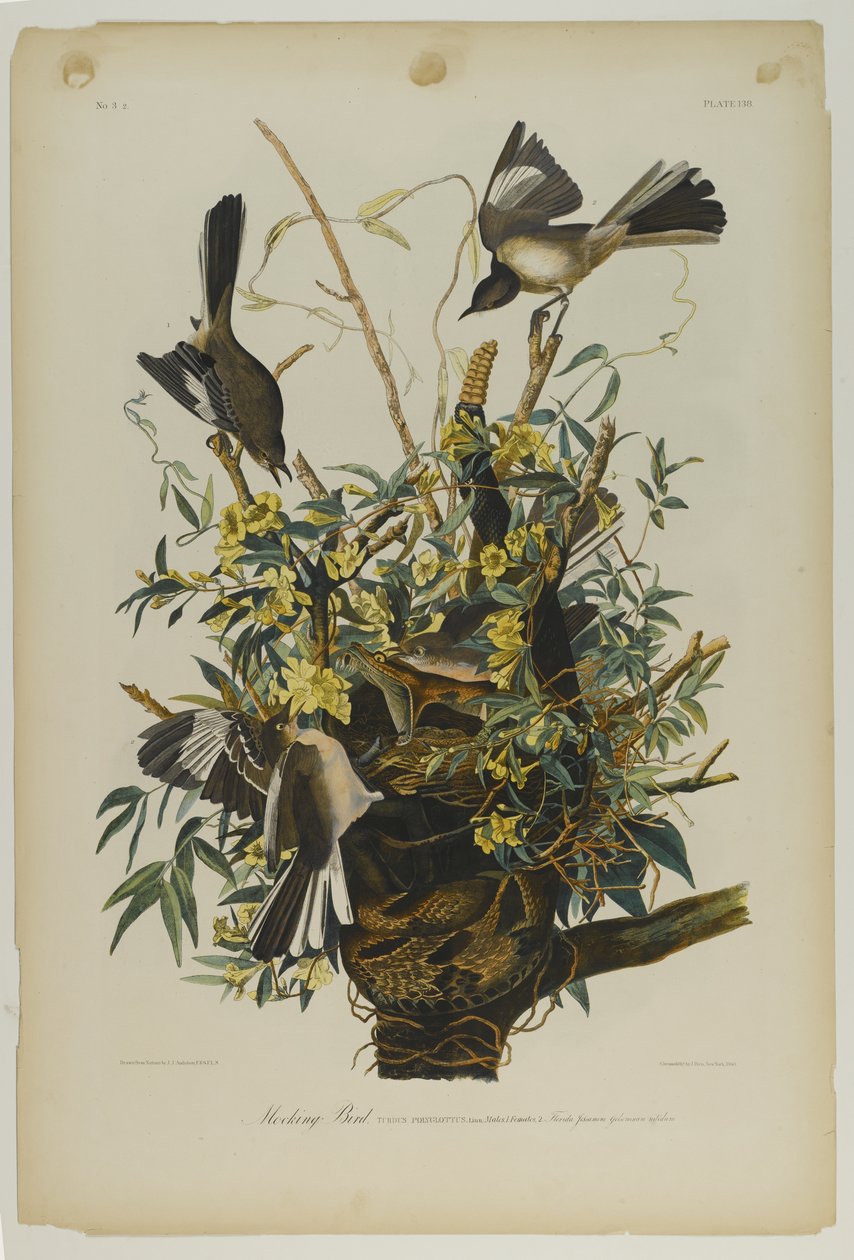 Mocking Bird, vytiskl Julien Bien a vydal Roe Lockwood & Son, 1861 (chromolitograf) od John James Audubon