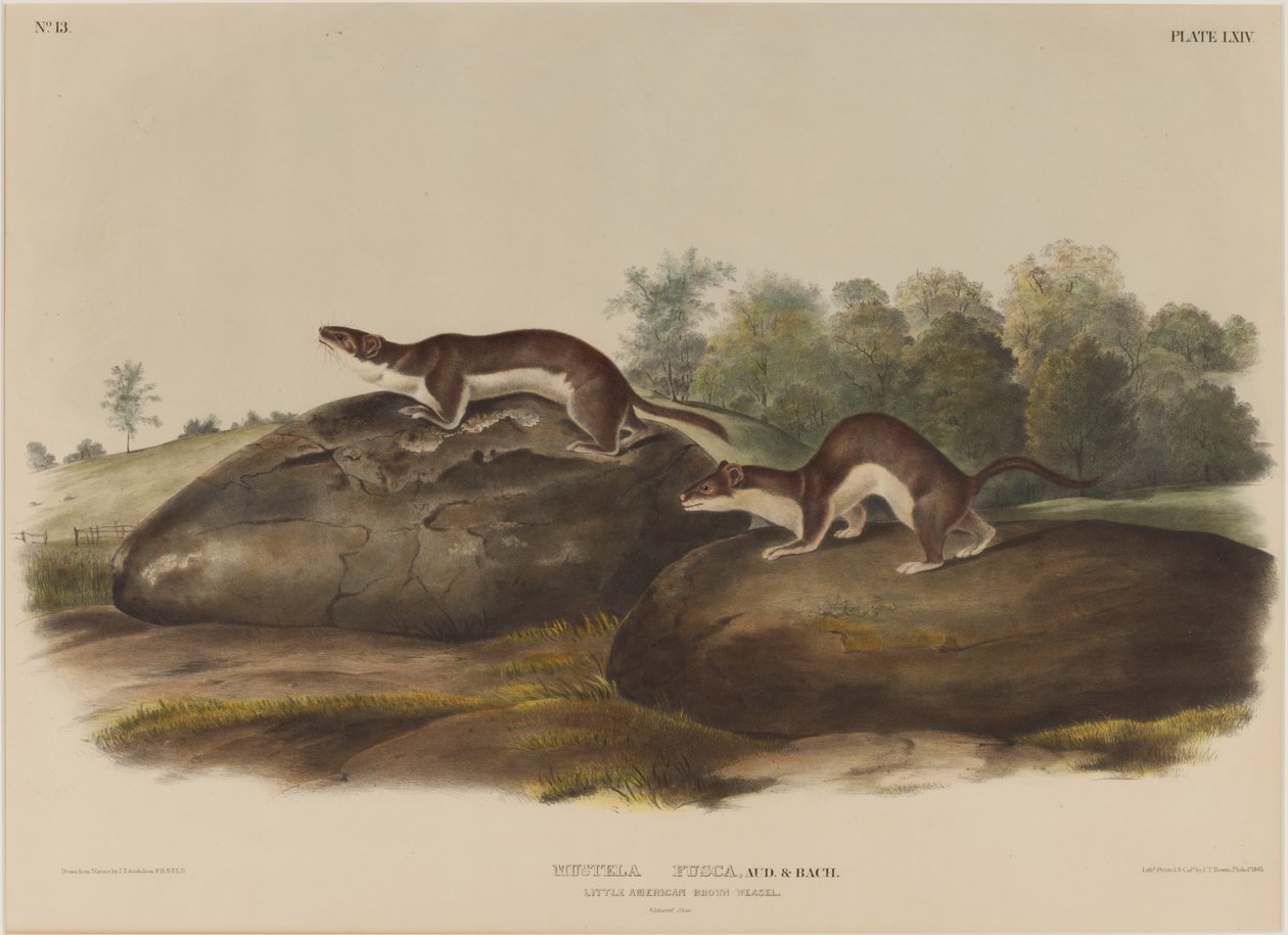 Mustela brouk od John James Audubon
