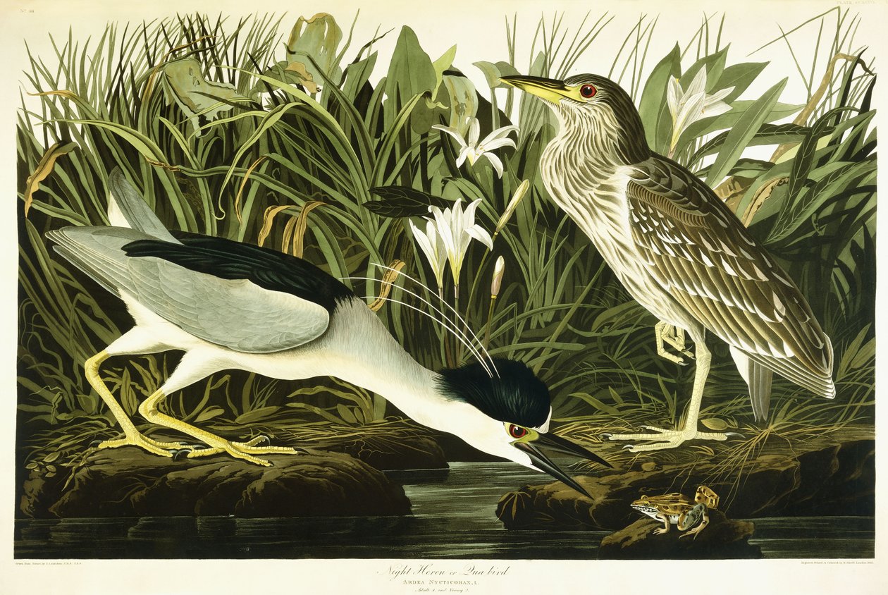 Noční volavka nebo pták Lua, 1835 od John James Audubon