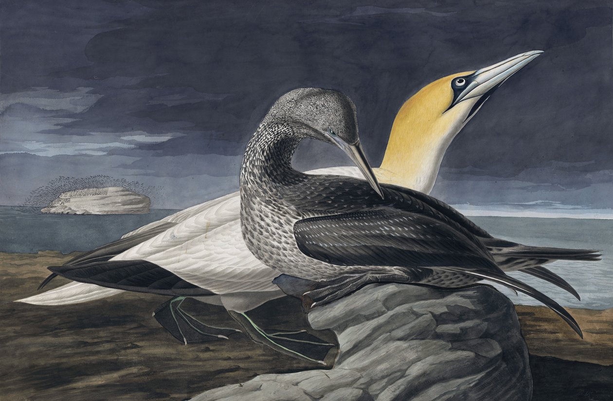 Gannet severní, Morus Bassanus, z "The Birds of America" od Johna J. Audubona, hospoda. 1827-38 od John James Audubon