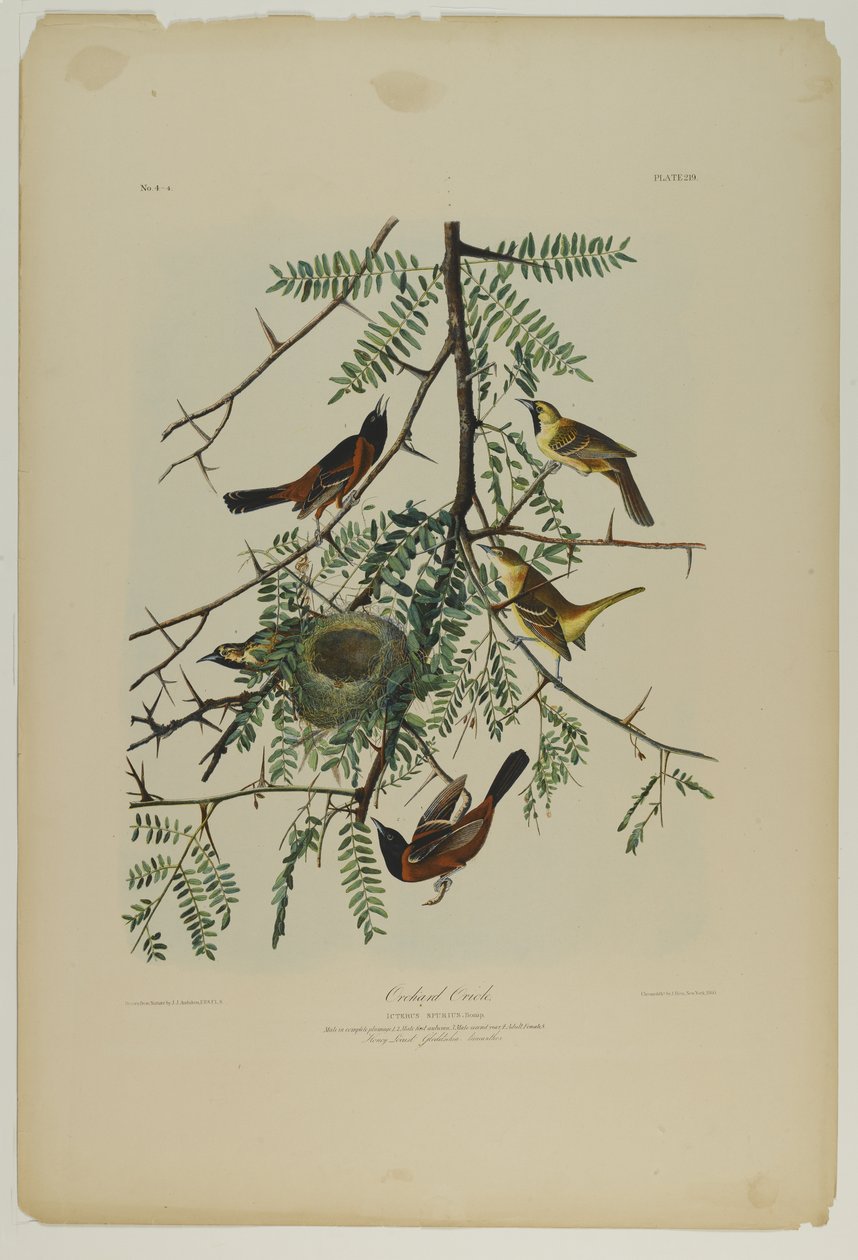Orchard Oriole, tiskl Julien Bien a publikoval Roe Lockwood & Son, 1861 (chromolitograf) od John James Audubon