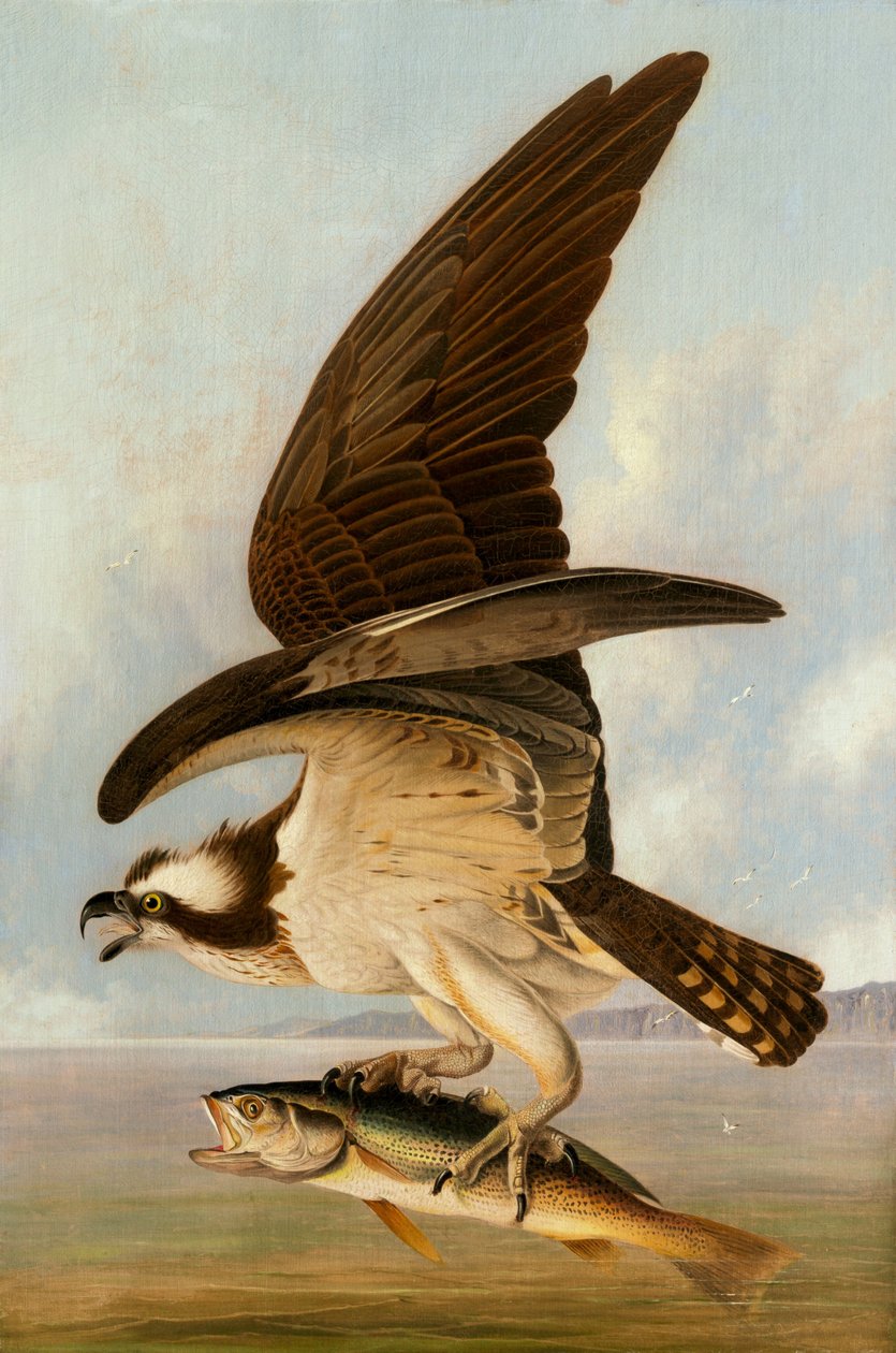 Osprey and Weakfish, 1829. od John James Audubon