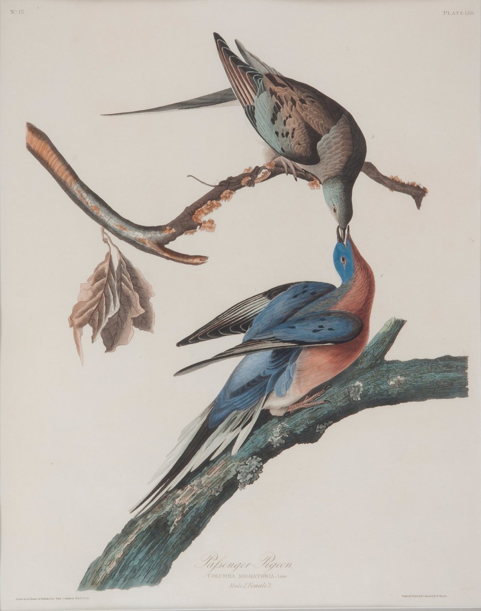 Holub stěhovavý od John James Audubon