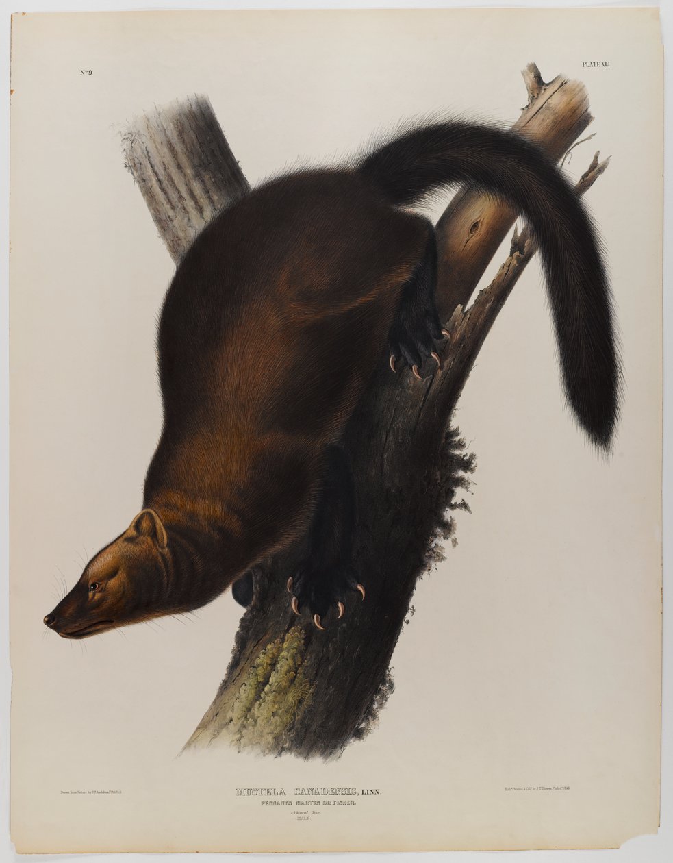 Vlajky martin nebo rybář od John James Audubon