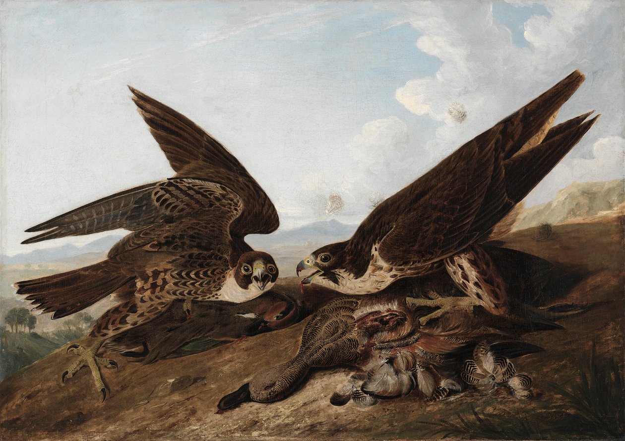 Sokol stěhovavý (Duck Hawks) od John James Audubon
