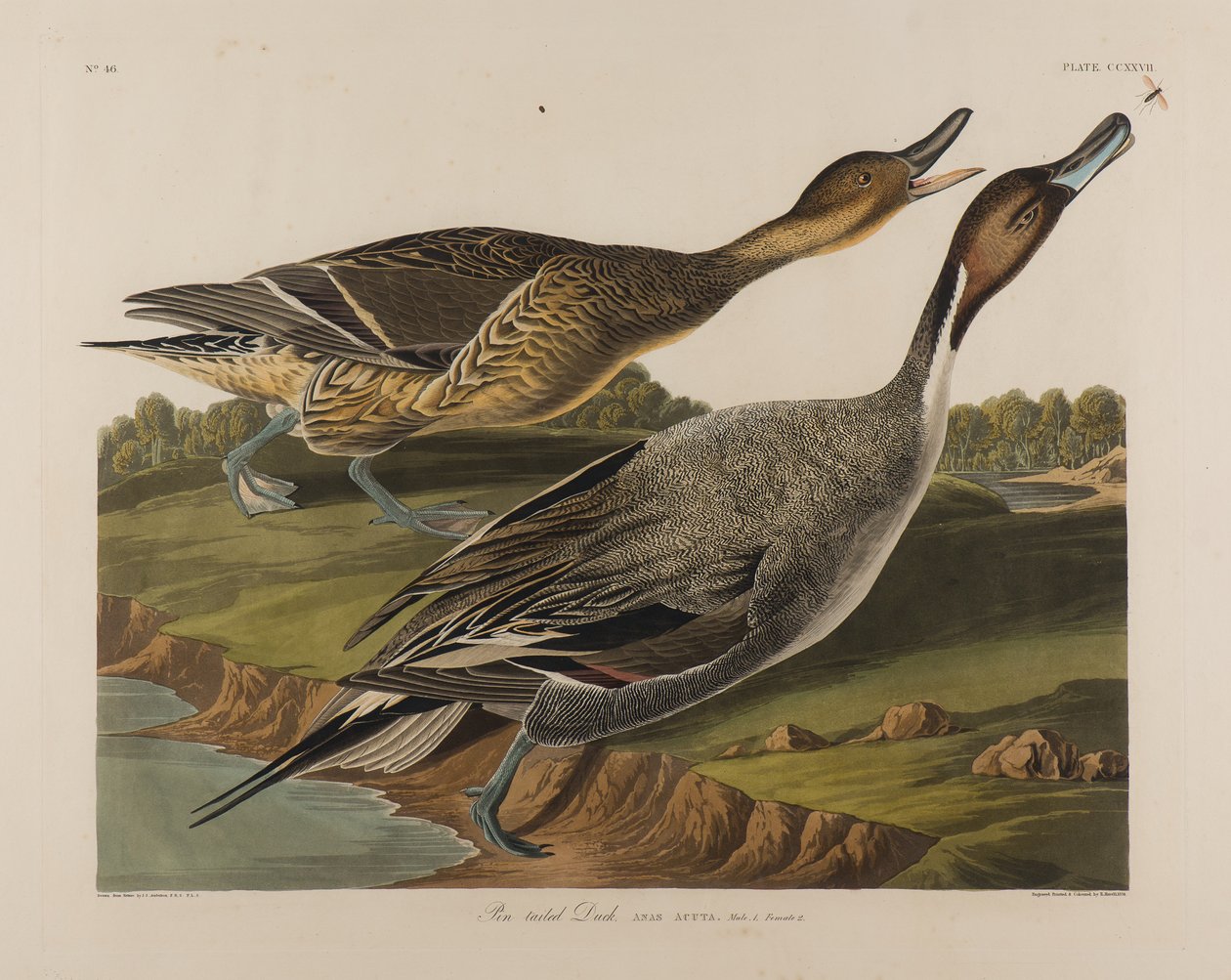 Pin Tailed Duck, 1834 (wc na papíře) od John James Audubon