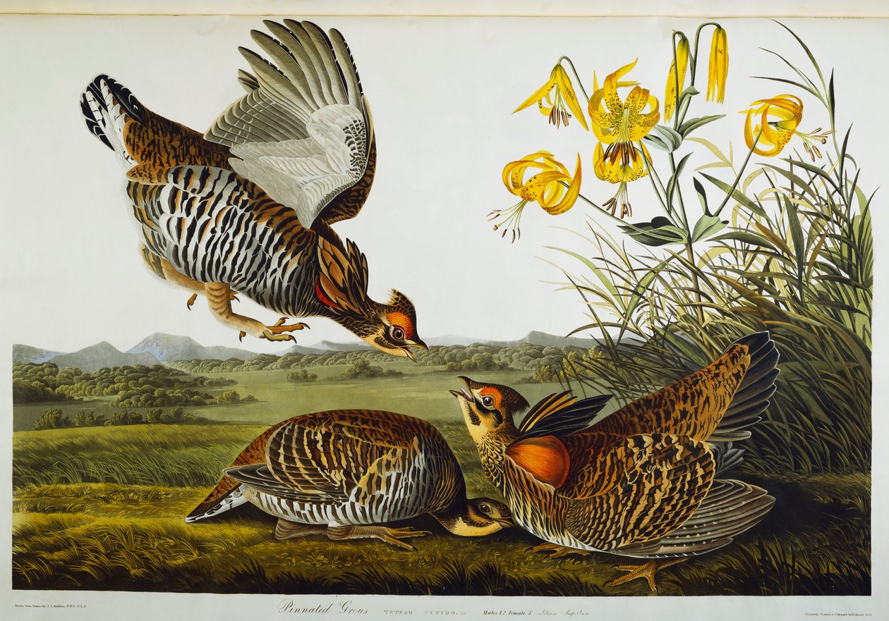 Tetřev zpeřený. Velké prérijní kuře od John James Audubon