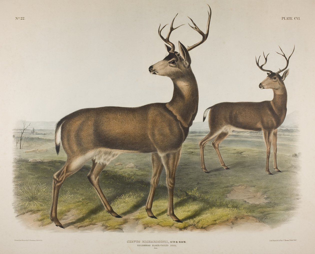 Talíř 106. Cervus Richardsonii, Aud & Bach. Kolumbijský černoocasý jelen, 1848 od John James Audubon