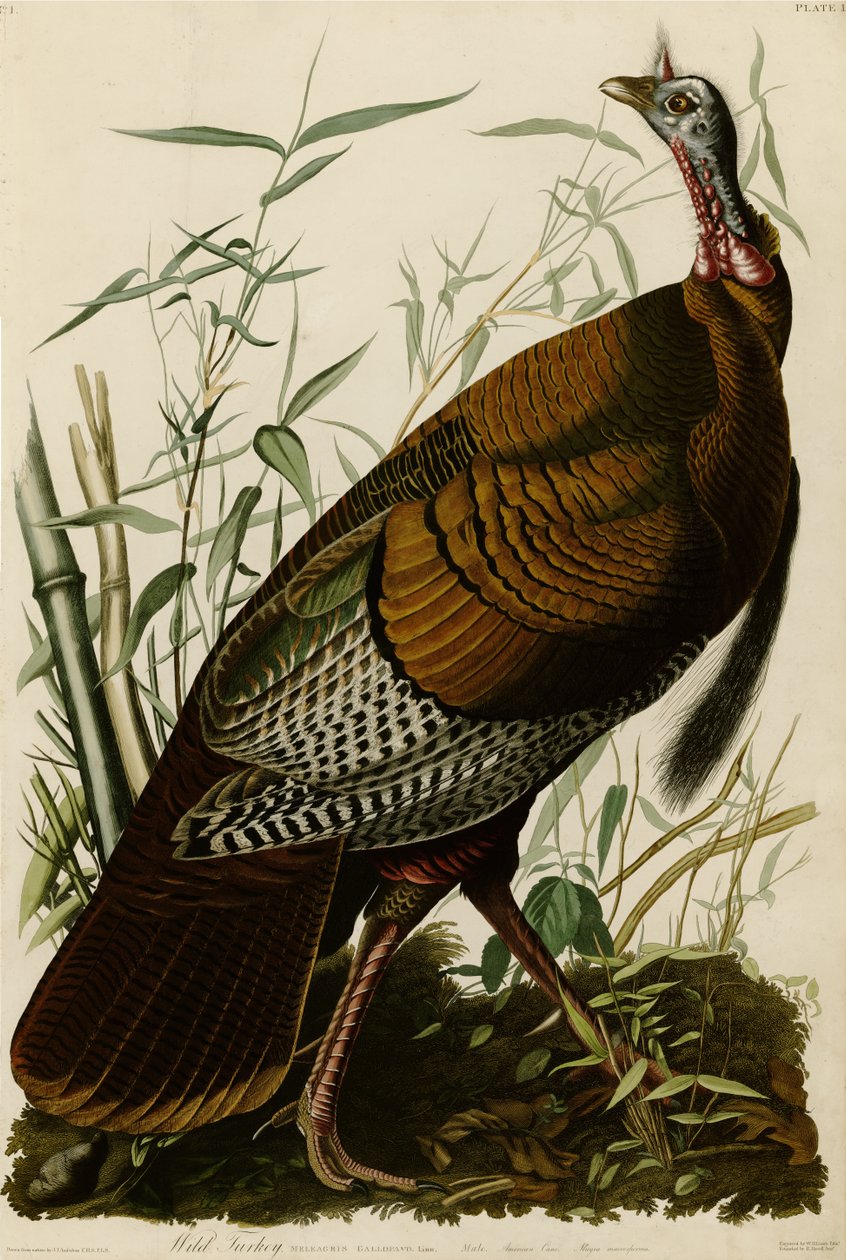 Deska 1 knihy Ptáci Ameriky zobrazující divokého krocana. od John James Audubon