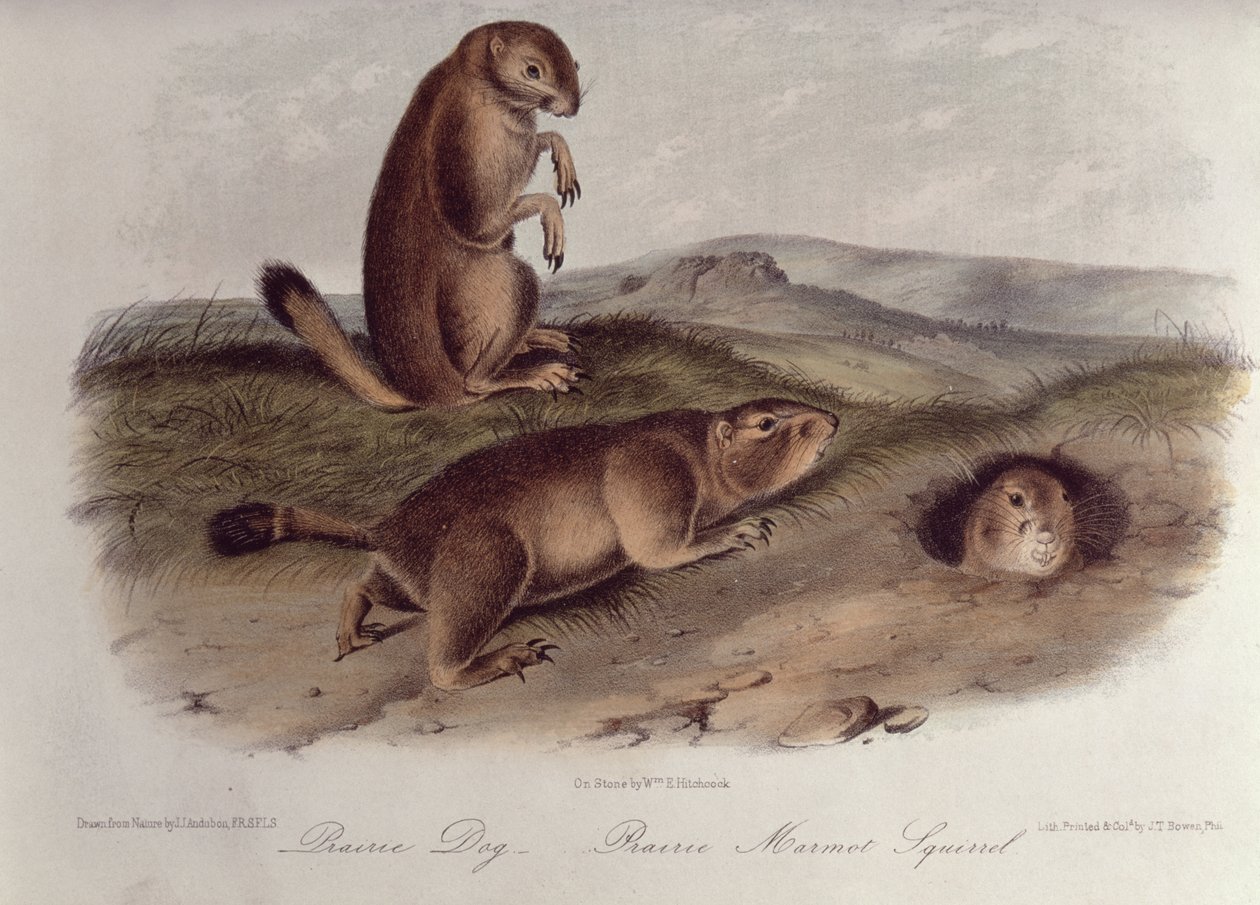 Prairie Dog z 