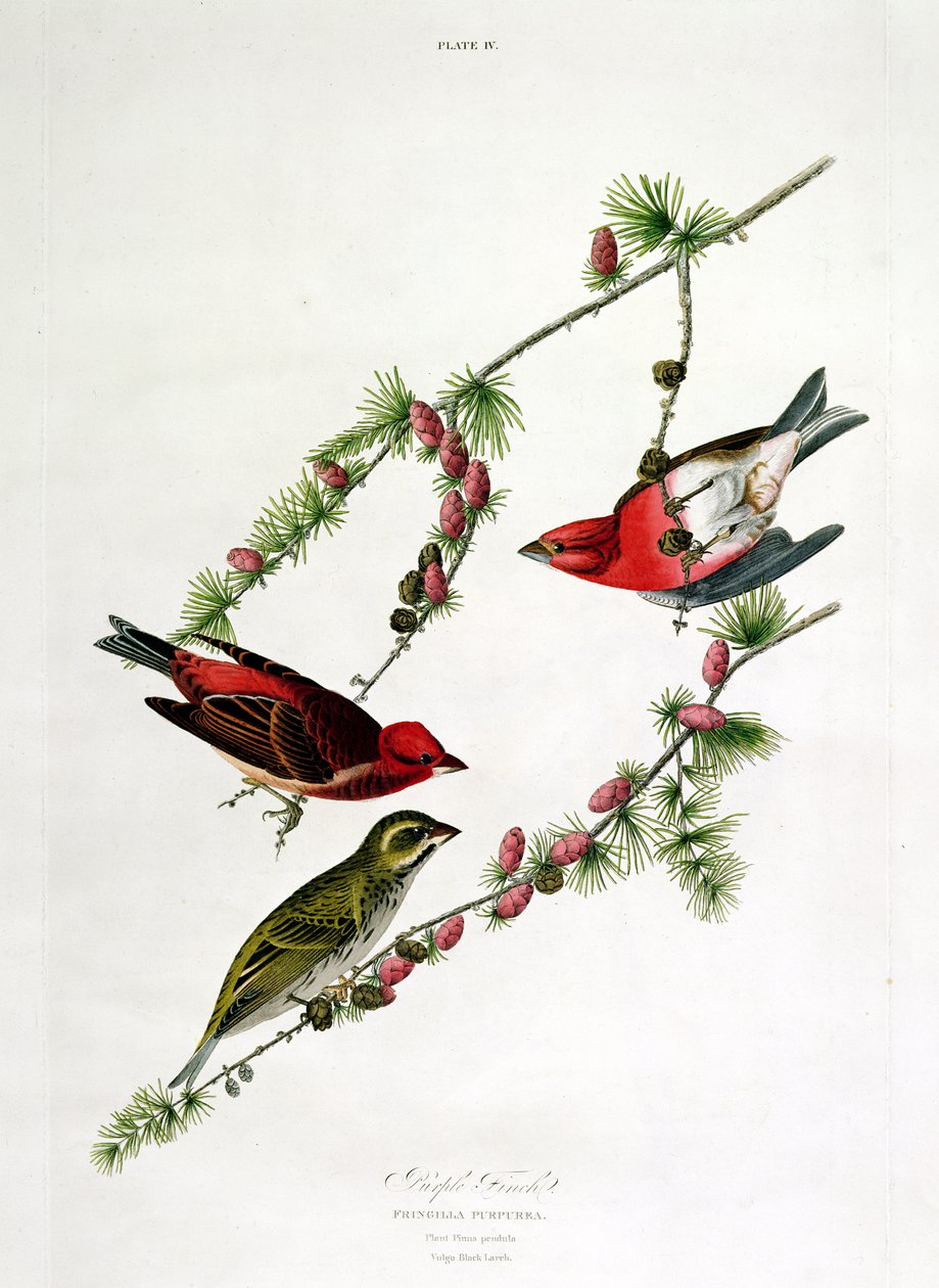 Purple Finch, z 