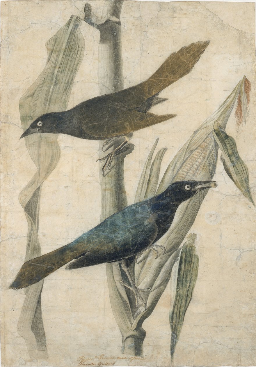Purple Grackle, počátek poloviny 19. století. od John James Audubon