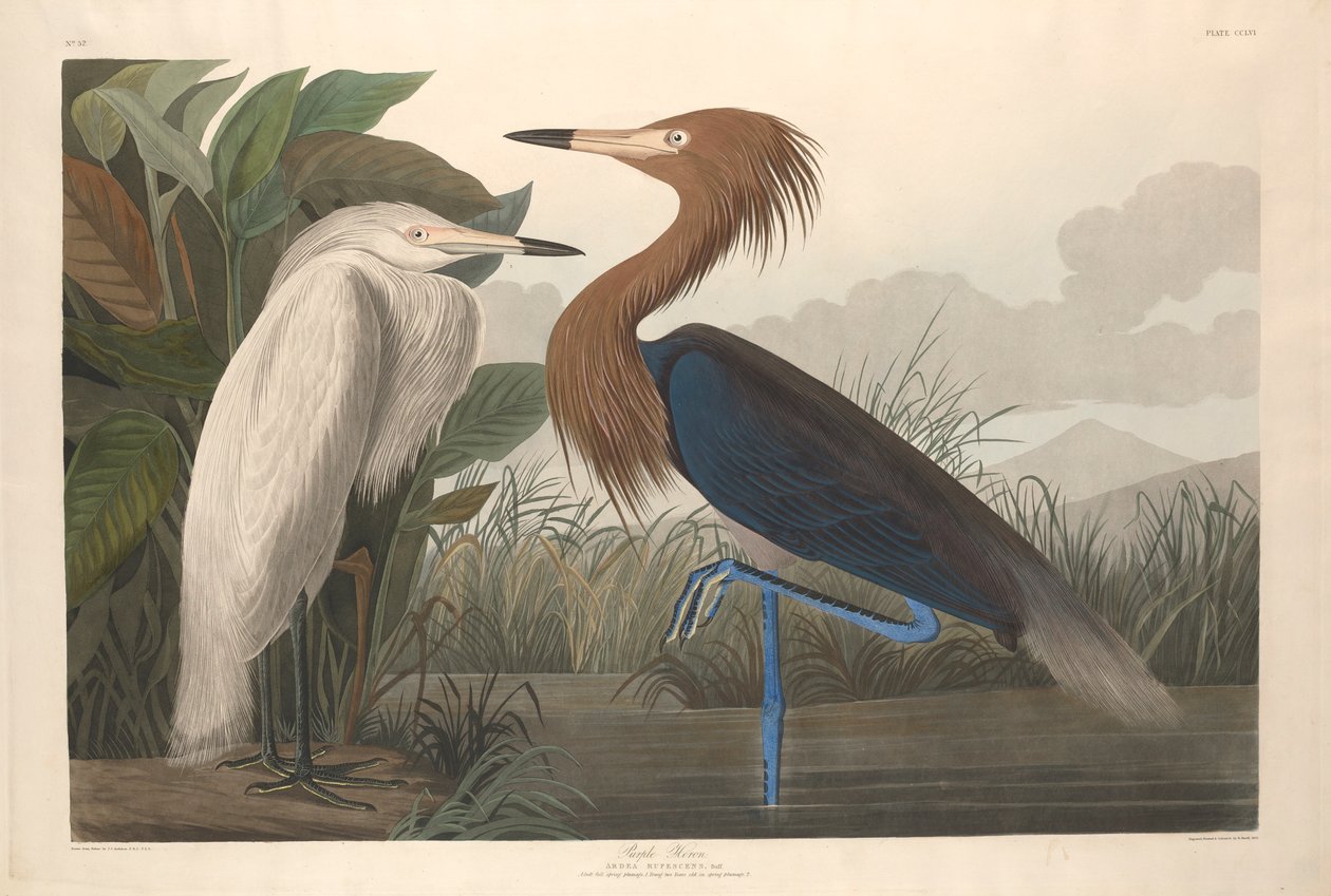 Volavka nachová, 1835 od John James Audubon
