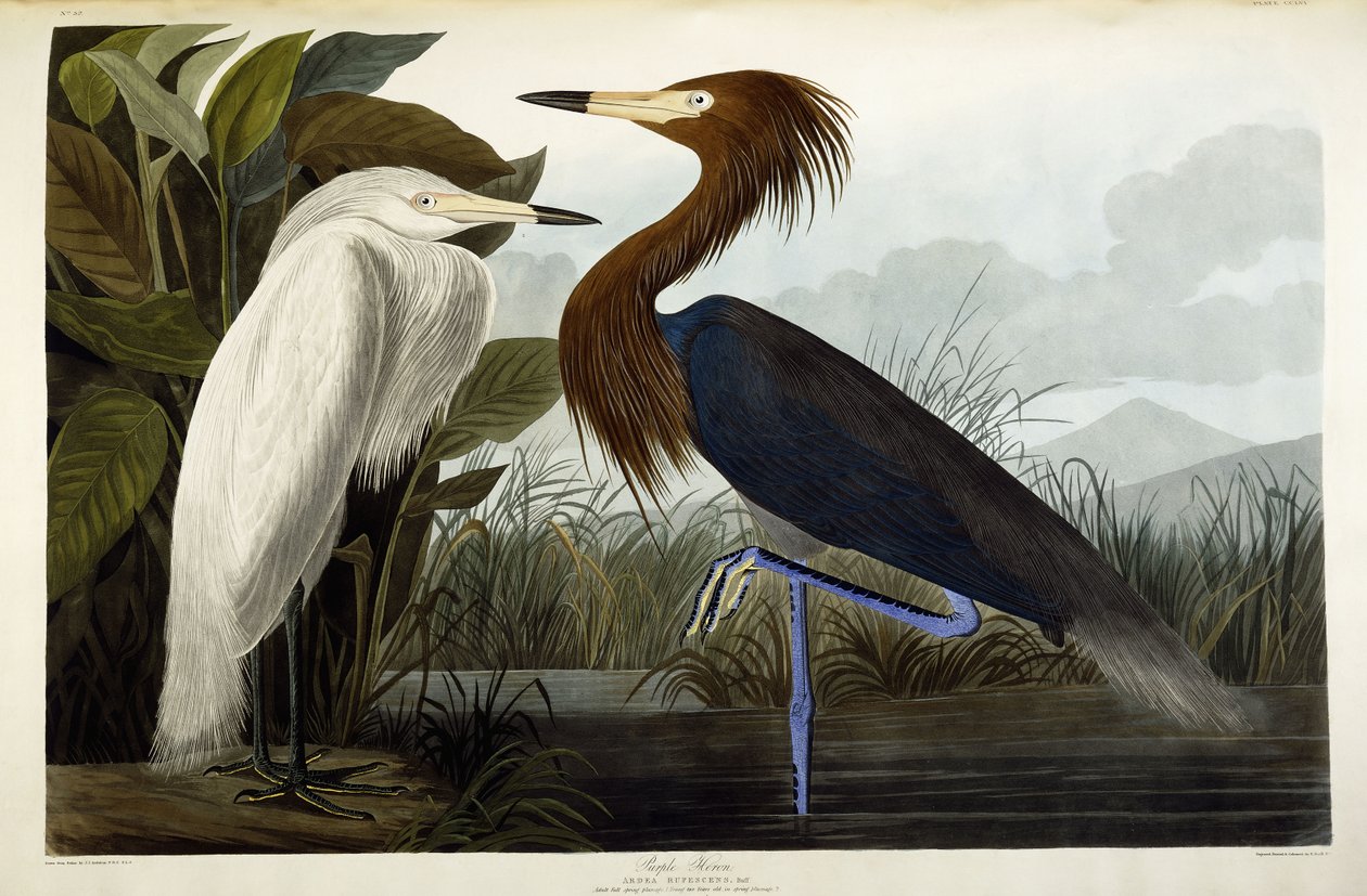 Volavka purpurová, kolem roku 1835 od John James Audubon